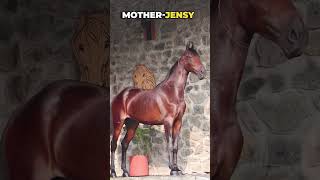 6 Lakhs ~ Beautiful Marwari Colt available ~ DR6 VLOGS மார்வாரி குதிரை குட்டி விற்பனைக்கு