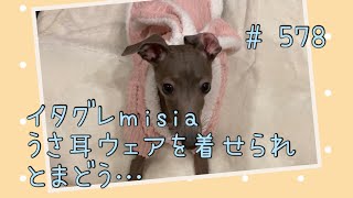 ウサギの洋服を着せられて戸惑うイタグレｍｉｓｉａ(ミーシャ)【生後578日】【うちの子511日目】【イタリアングレーハウンド】【パピーズママ出身】【2021.5.17生まれ】2022.12.15撮影