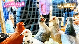 تقرير سوق الجمعه سوق الحمام باسعار الحمام وارقام التواصل 🕊️👍👉