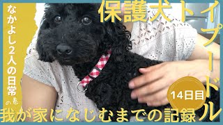 保護犬ノイちゃんを迎えて14日目｜保護犬を飼う｜トイプードル｜心を開くか！？｜鳴き声｜元繁殖犬｜トイレのしつけに苦戦中