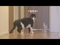 【保護猫】予想外！ご対面したのに子猫にガン無視される先住猫