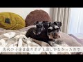 【一人暮らしの多頭飼い】それぞれがかけがえのない存在