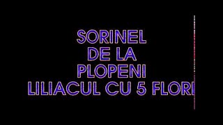 SORINEL DE LA PLOPENI    LILIACUL CU 5 FLORII