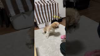 【オレのおもちゃ！】フェイントしすぎな飼い主|無視して手からもぎ取る犬 #シーズー