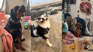 Dogs Doing Funny Things 😂 Best of February 2024