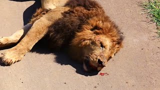 Top Moments Lions are Killed by Their Prey