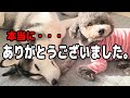 長い間、本当にありがとうございました。 ハスキー犬と保護犬トイプードル