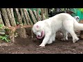 シャンプーでスッキリし張り切って穴を掘るルンルンです　great pyrenees　グレートピレニーズ