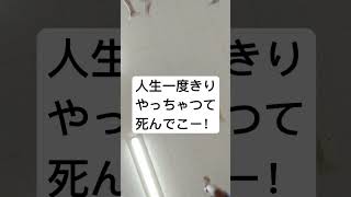 魂のやりたいことやっちゃいなよ！人生一度きり！やっちゃって死んでこー