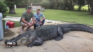 After two-hour battle, 13-foot alligator hauled away