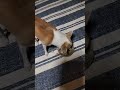 おやつタイムラオンちゃん♥人生トントントン チワワ dog かわいい 犬 animals へぇーそうなんだ chihuahua shorts