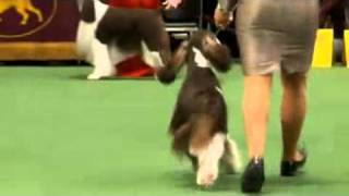 Westminster K.C. USA Dog Show  2012 English Springer Spaniel