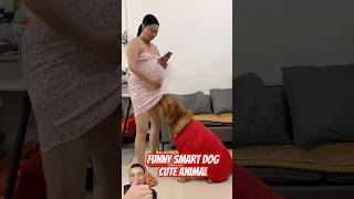 Funny video Smart dog cute animal. #萌宠出道计划 #记录真实生活 #金毛 #孕妇