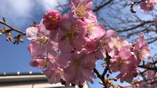 河津桜🌸が見頃を迎えました〔BGM付き〕