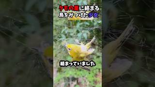 蜘蛛の巣に絡まる鳥を助けた結果 #shorts #海外 #animals