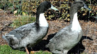 Blue Swedish Ducks | Organic Slug Control