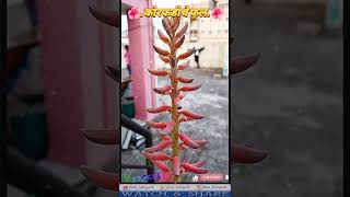 कोरफड चे फुल | एलोवेरा चे फुल | flower of Aloevera #कोरफड फुल #flower of Aloevera #मराठी बागकाम