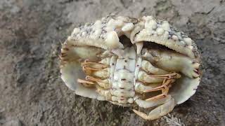 Common Box Crab (Calappa hepatica)