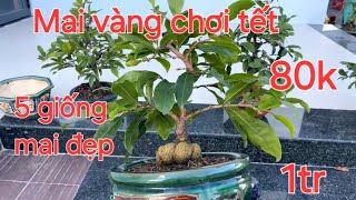 Mai vàng chơi tết. Vườn mai Thầy Kính ĐT 0767 233 171. Ngày 25/12/2024