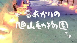 雪あかりの旭山動物園　ホッキョクグマ　ゆめとピリカ　ゆめの寝姿がカワイイ＼(^o^)／　2023.2.11