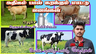 அதிகம் பால் தரும் மாட்டு இனங்கள் |#jercy #hfcow  |அயல் நாட்டு மாடுகள் |#azhaguboomi @agaran-farmer