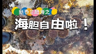 【新西兰赶海记】这回海胆真的自由啦！