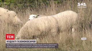 Замість газонокосарок: у чеській столиці вже кілька років вівці та кози з`їдають бур`ян