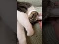 猫達のお昼寝💤😴 べるとらん❣️ cat catcute きじしろ兄弟