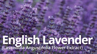 English Lavender (Lavandula Angustifolia Flower Extract)