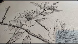 Drawing Flowers On A Branch  HOUR 204/10K