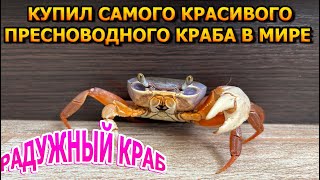 Купил самого игривого и красивого Пресноводоного Краба в Мире! Радужный краб