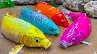 Colorful Fish Eat Yellow Eel - Stop Motion Cooking ASMR Catfish Sports Competition/ Funny Video