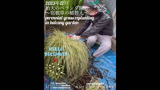 【2023年12月 始天のベランダガーデニング 〜カレックス・エバーゴールドの植替え〜】perennial grass replanting in balcony garden