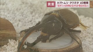 「すごくかっこいい…」　世界最大のカブトムシやクワガタ、南米原産の珍種まで　静岡・御殿場市で企画展