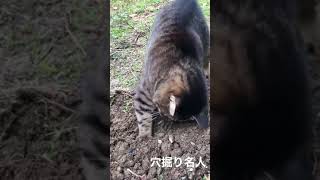 めっちゃ穴を掘りまくる猫 #shorts