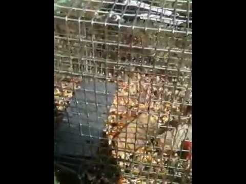 How to catch a squirrel/rabbit in a cage trap How to catch a squirrel/rabbit in a cage trap