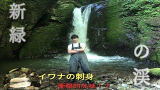 苔沢①　イワナを釣って刺身で食う