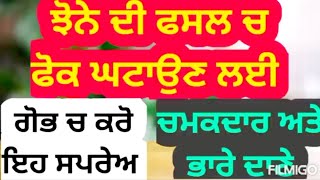 ਝੋਨੇ ਚ ਫੋਕ ਘਟਾਉਣ ਲਈ ਸਭ ਤੋ ਵਧੀਆ ਐੱਨ ਪੀ ਕੇ ਹੈ 13 0 45।Best NPK to reduce sterility in paddy crop |