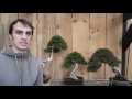 juniper bonsai care and position valentin brose