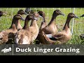 Ducks Linger Grazing - June 2021