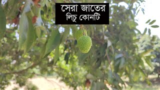 লিচু বাগান পরিদর্শন | সেরা জাতের লিচু কোনটি ? |লিচু বাগান