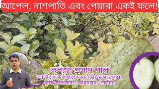 বীজহীন পেয়ারা/Seedless Guava