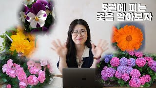 5월에는 장미 말고도 여러 꽃이 피어납니다🌷[ENG]