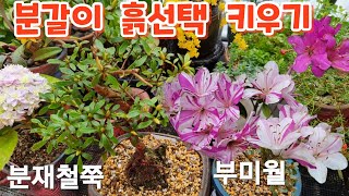 #부미월 분재철쭉 #분갈이 #키우기 의정부들꽃사랑