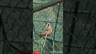 Ramnabagan Wildlife Sanctuary #trending #shorts #youtubeshorts #viralvideo #monkey #india #yt