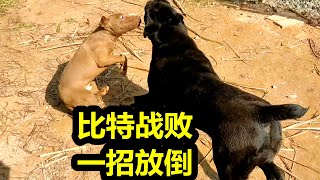 比特犬被一招放倒，卡斯罗犬乘胜追击，比特犬绝地反击