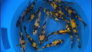 Ki Utsuri Japanese Koi from Otsuka Koi Farm