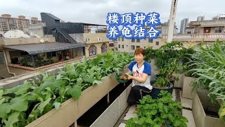 楼顶养龟种菜结合，100只龟每天花费2元，为13个菜池提供肥水