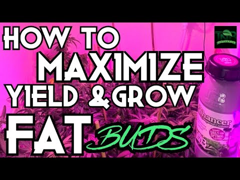 HOW TO GROW FAT CANNABIS BUDS USING C02 - YouTube