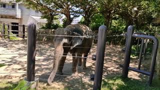 【沖縄こどもの国💛インドゾウ琉花②】草むしりで、ゴミは出さない💛Elephant Okinawa Zoo \u0026 Museum ChildrenCountry kodomonokuni(20200603)